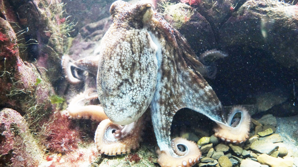 Es increíble lo que el pulpo ha enseñado a unos científicos para multiplicar la durabilidad y la eficiencia de las placas solares